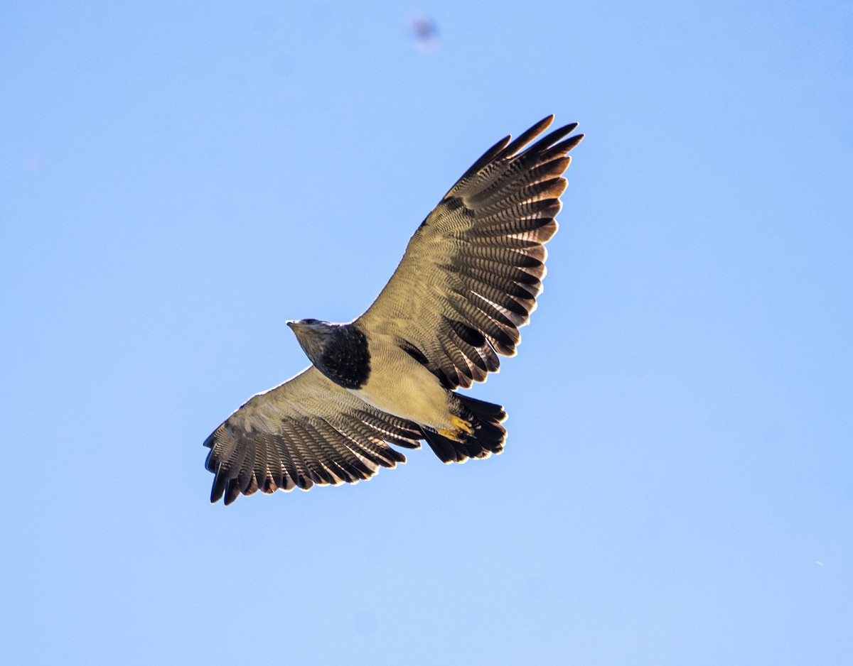Black-chested Buzzard-Eagle - ML594664471