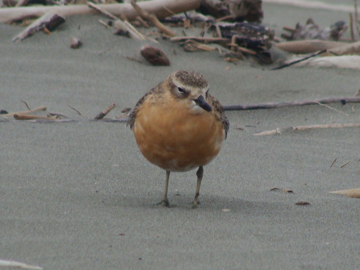 Red-breasted Dotterel (Northern) - ML594671361
