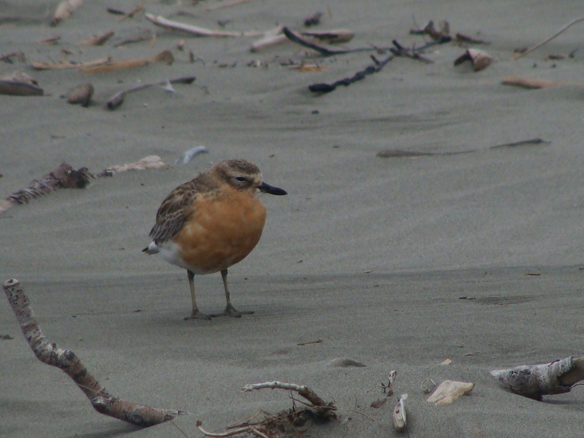 Red-breasted Dotterel (Northern) - ML594671371