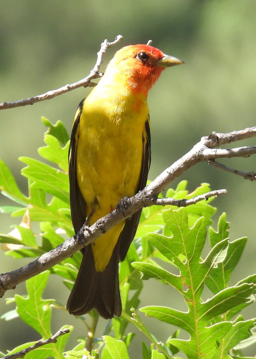 Western Tanager - ML594674531