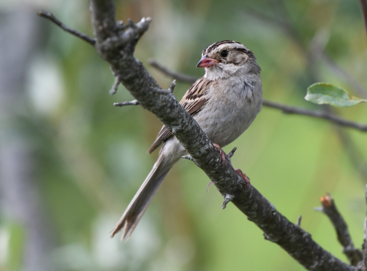 Ebird Checklist Jul State Game Lands Piney Tract Stockdill Rd Area Species