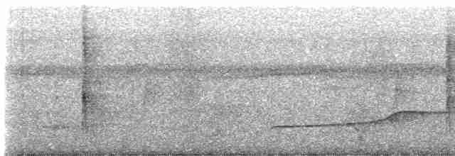 Колібрі-шаблекрил юкатанський (підвид pampa) - ML594682681
