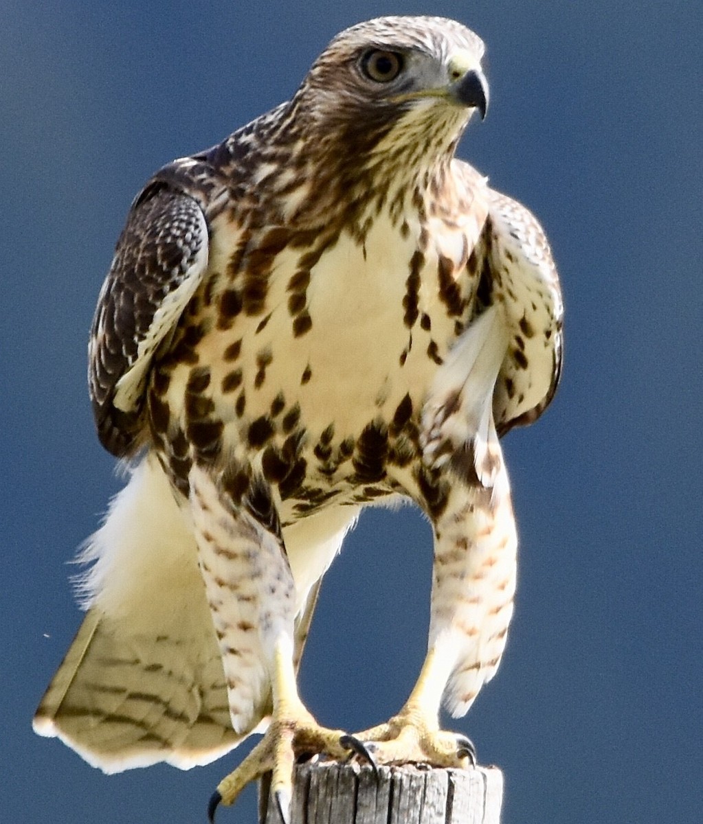 Red-tailed Hawk - ML594692111
