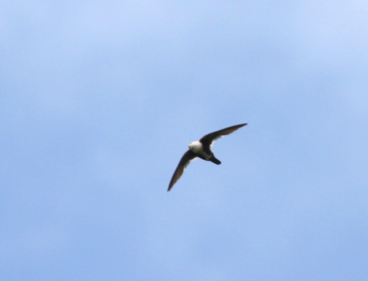White-throated Swift - ML594693871
