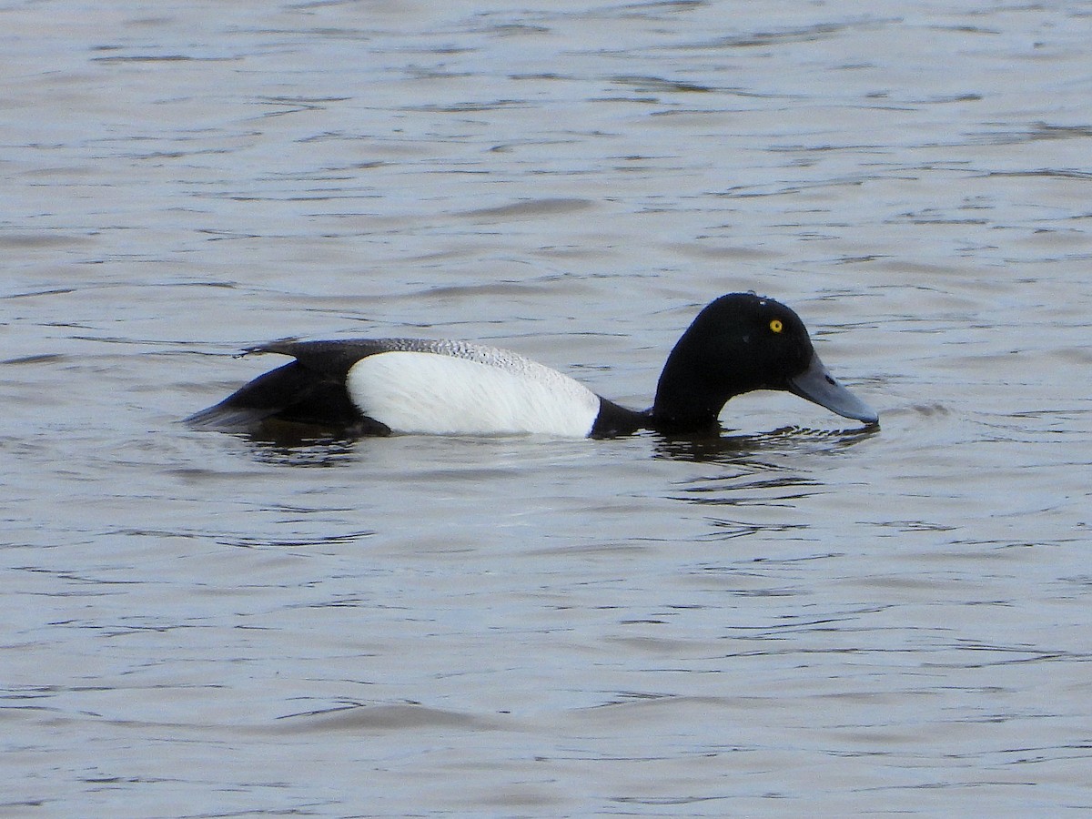 Greater Scaup - ML594694381