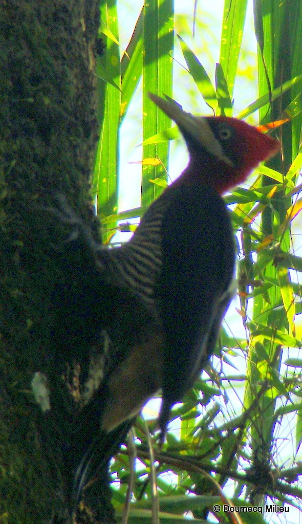 Robust Woodpecker - Ricardo  Doumecq Milieu