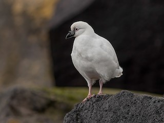  - Black-faced Sheathbill