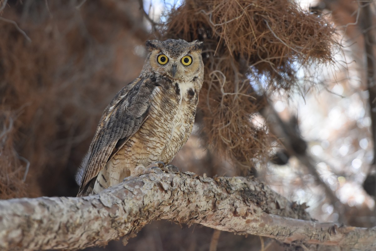 Great Horned Owl - ML594701581