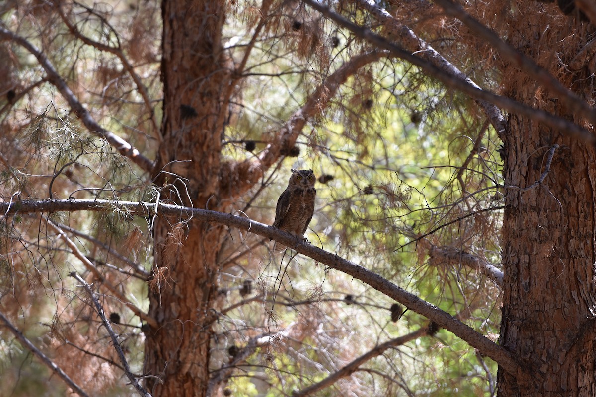 Great Horned Owl - ML594701701