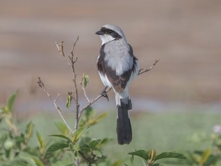  - Gray-backed Fiscal