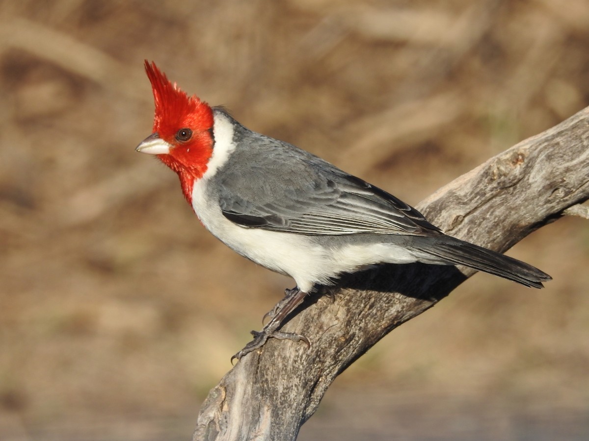 Red-crested Cardinal - ML594706381