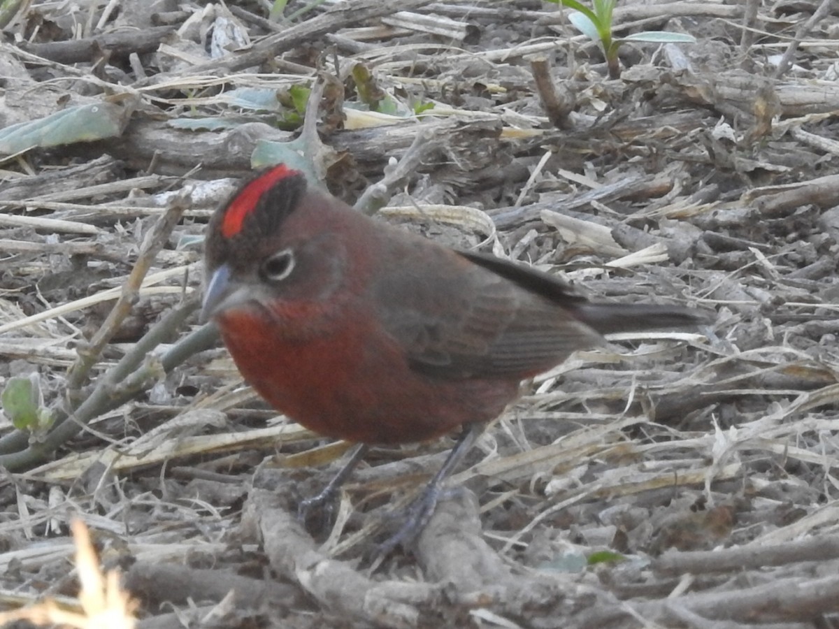 Red-crested Finch - ML594706491
