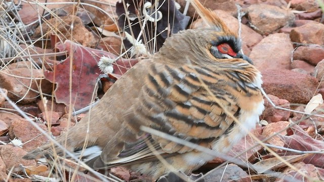 Spinifex Pigeon - ML594708501