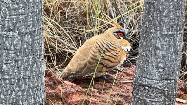 Spinifex Pigeon - ML594708511