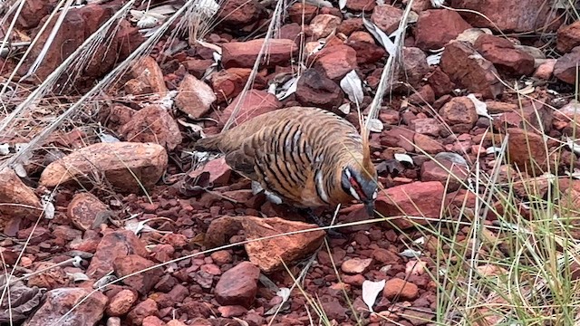 Spinifex Pigeon - ML594708521