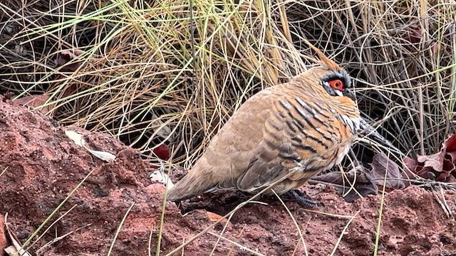 Spinifex Pigeon - ML594708531