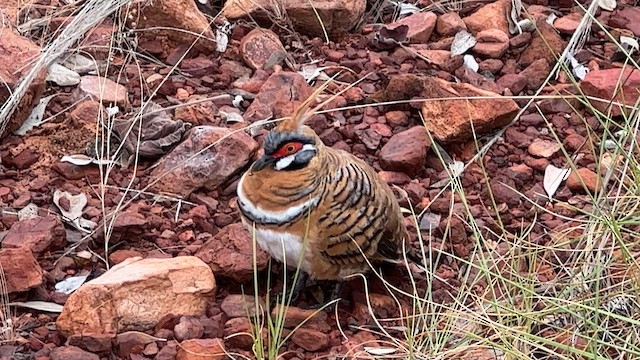 Spinifex Pigeon - ML594708551