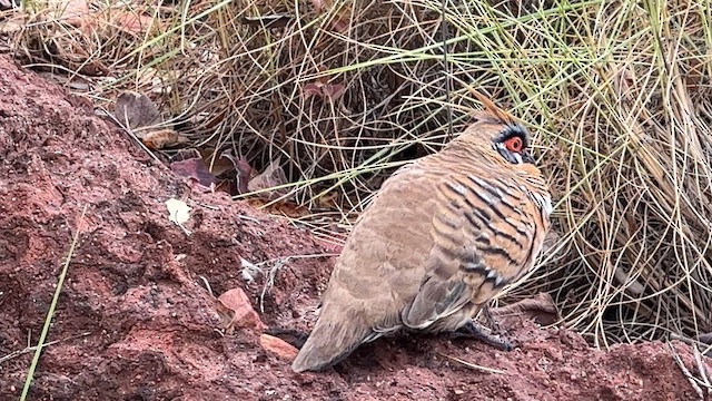 Spinifex Pigeon - ML594708571