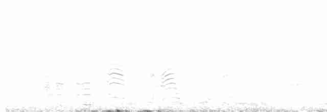 Cory's Shearwater (borealis) - ML594710931