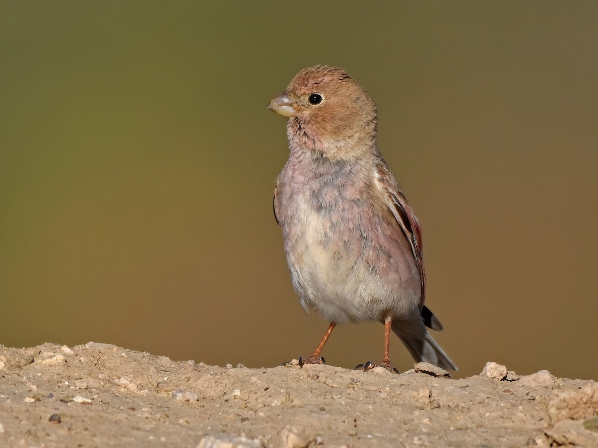 Mongolian Finch - Bucanetes mongolicus - Birds of the World