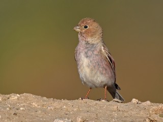  - Mongolian Finch