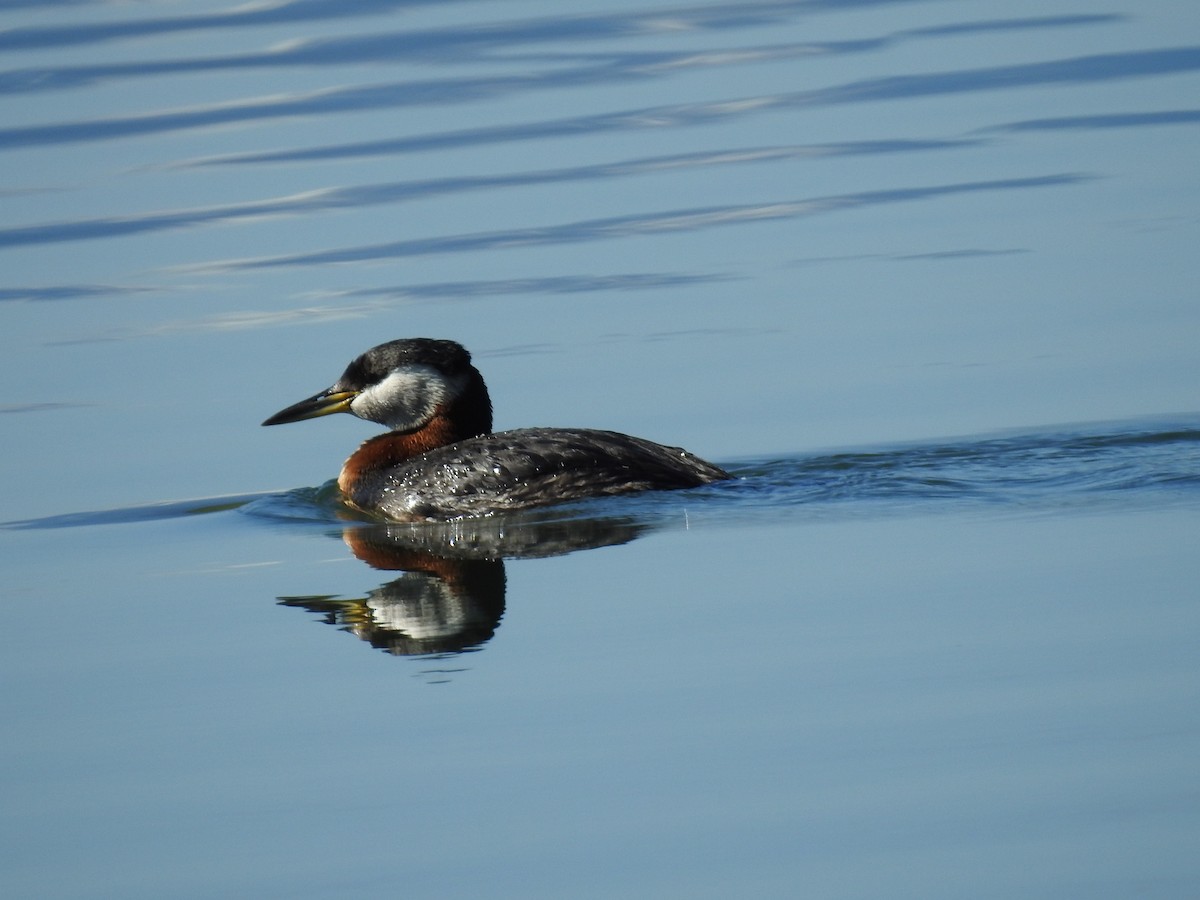 Red-necked Grebe - Shane Sater