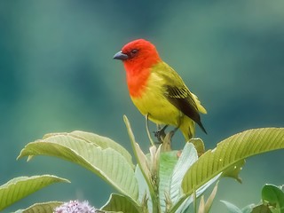  - Red-hooded Tanager