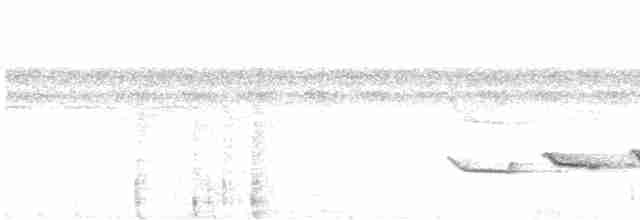 Schwarzgrau-Ameisenvogel - ML594724141
