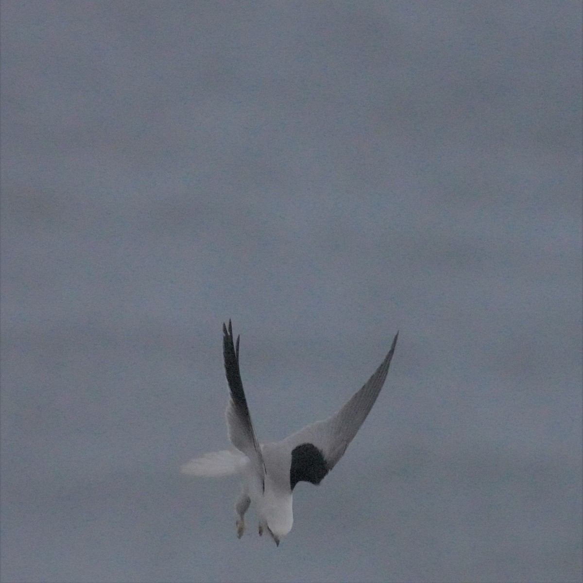 Black-shouldered Kite - ML594724501