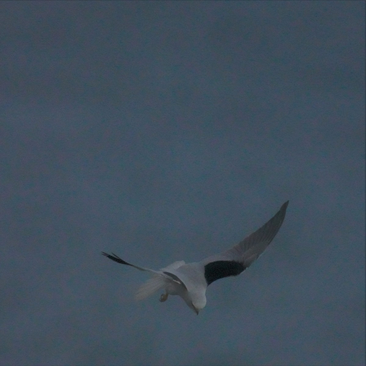 Black-shouldered Kite - ML594724521