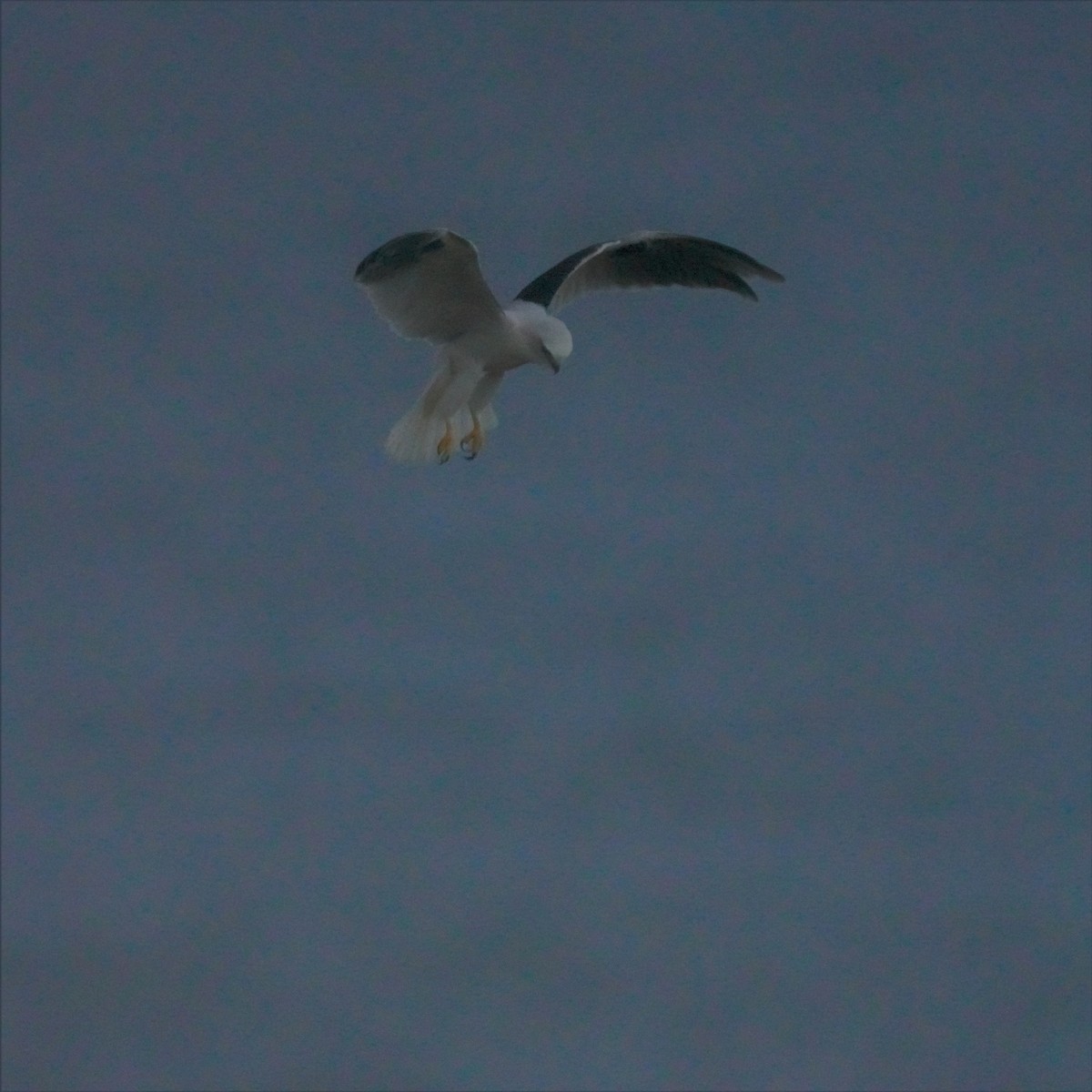 Black-shouldered Kite - ML594724531