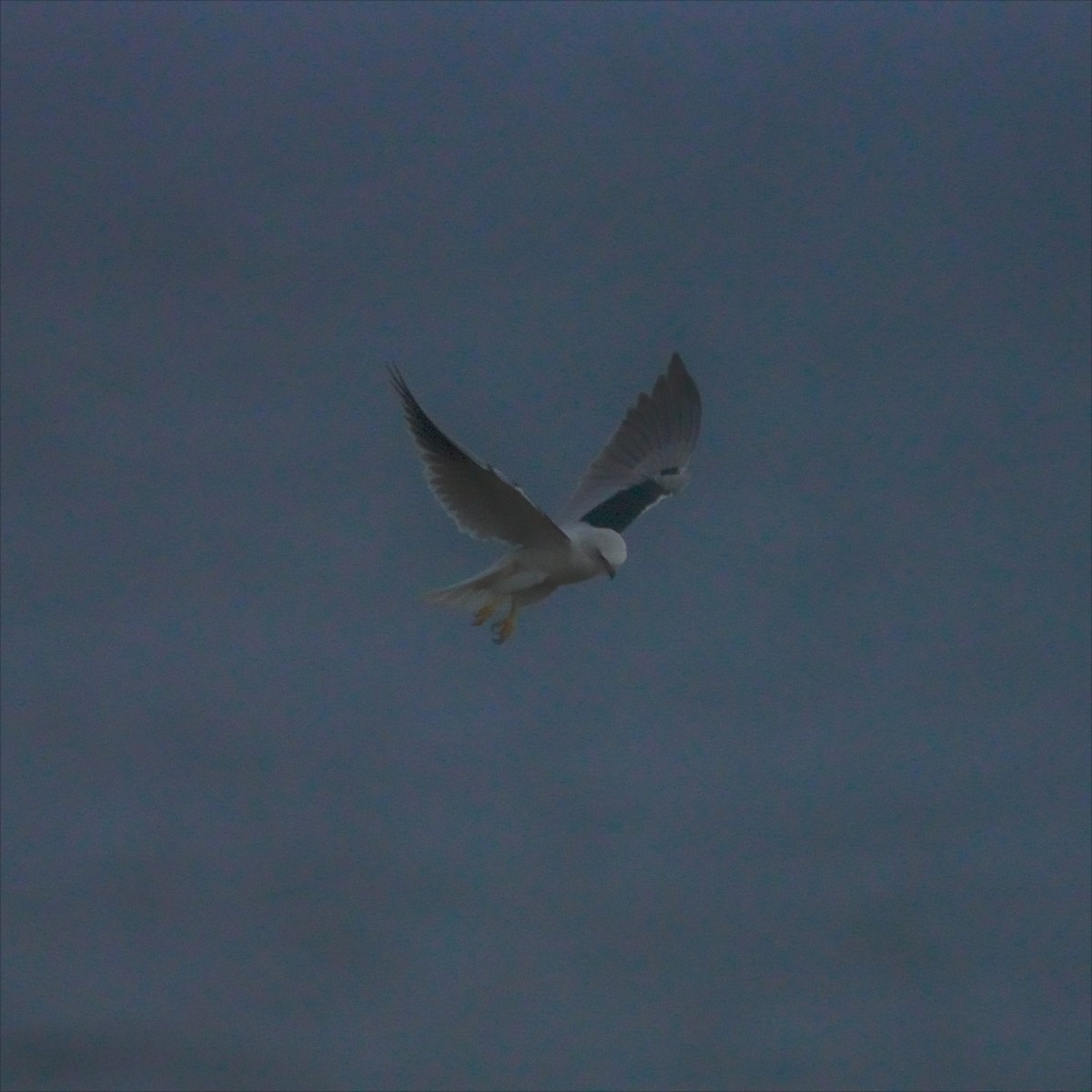Black-shouldered Kite - ML594724541