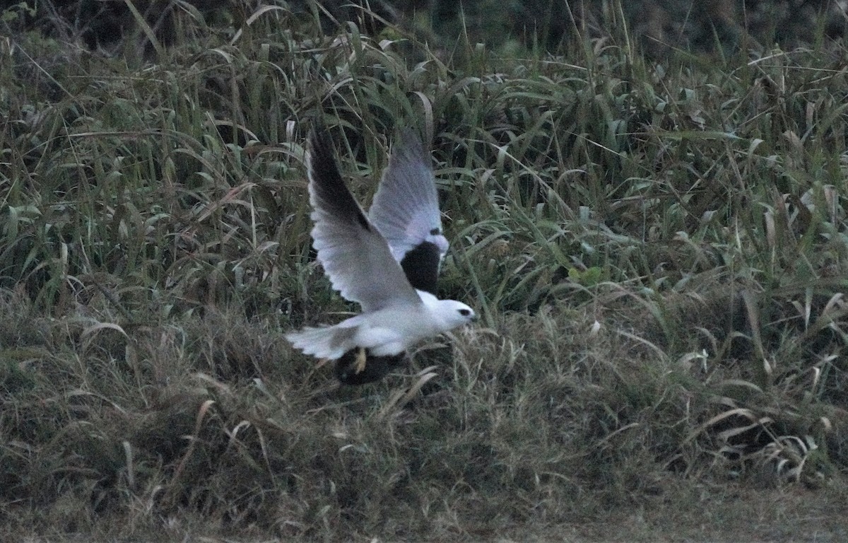 Black-shouldered Kite - ML594724551