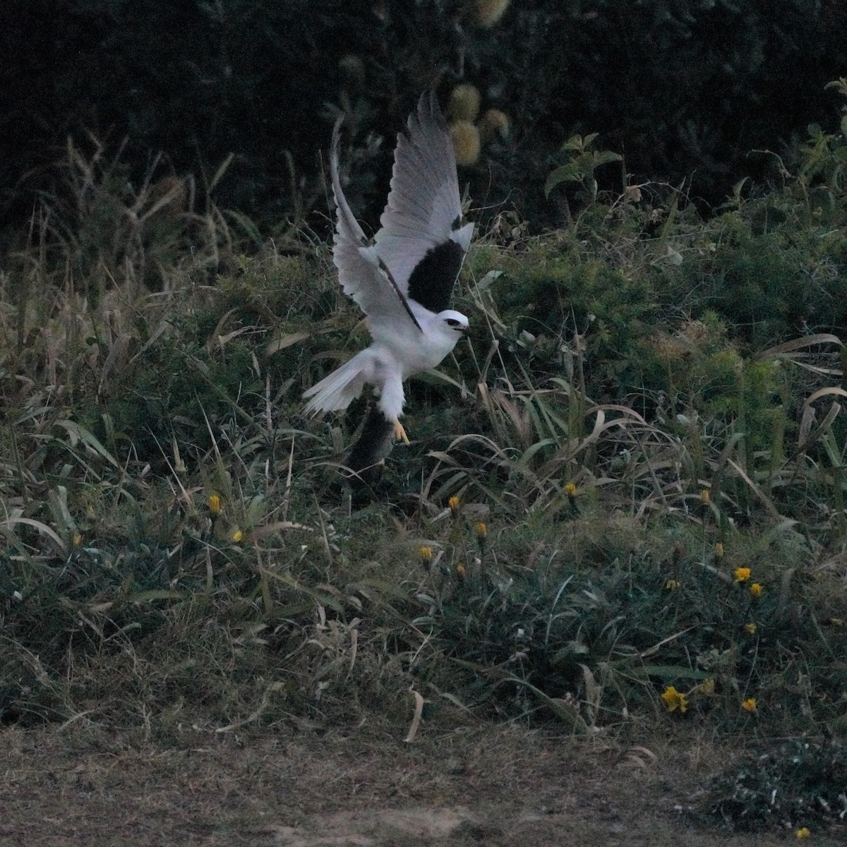 Black-shouldered Kite - ML594724611