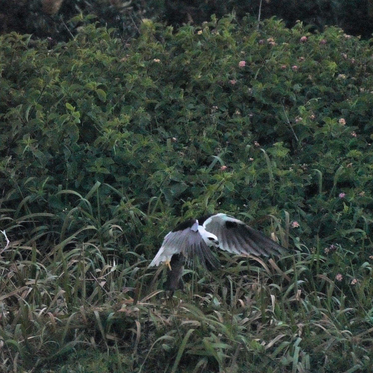 Black-shouldered Kite - ML594724621