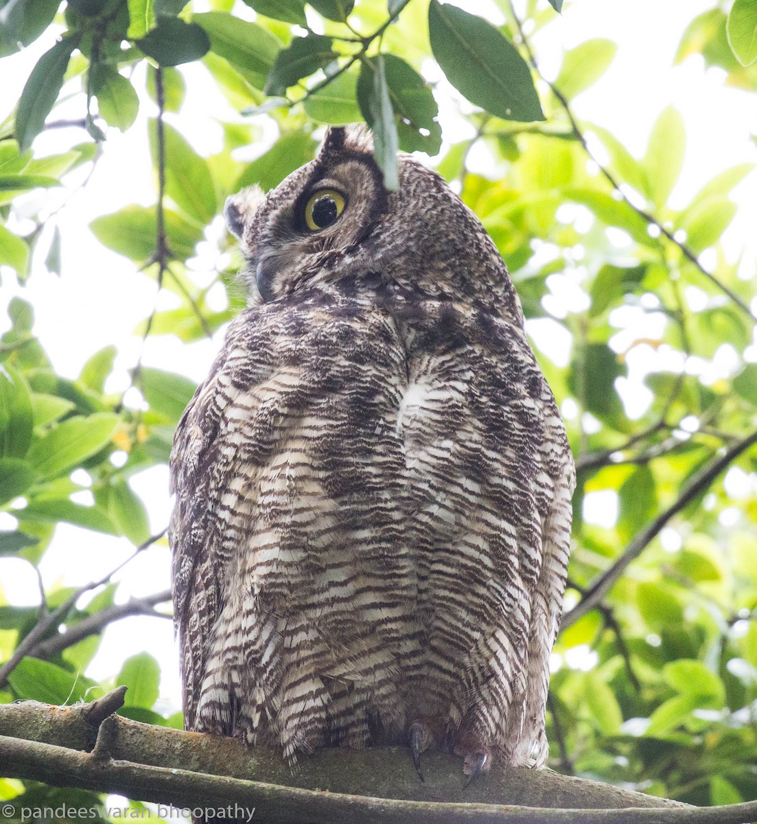 Great Horned Owl - Pandeeswaran  Bhoopathy