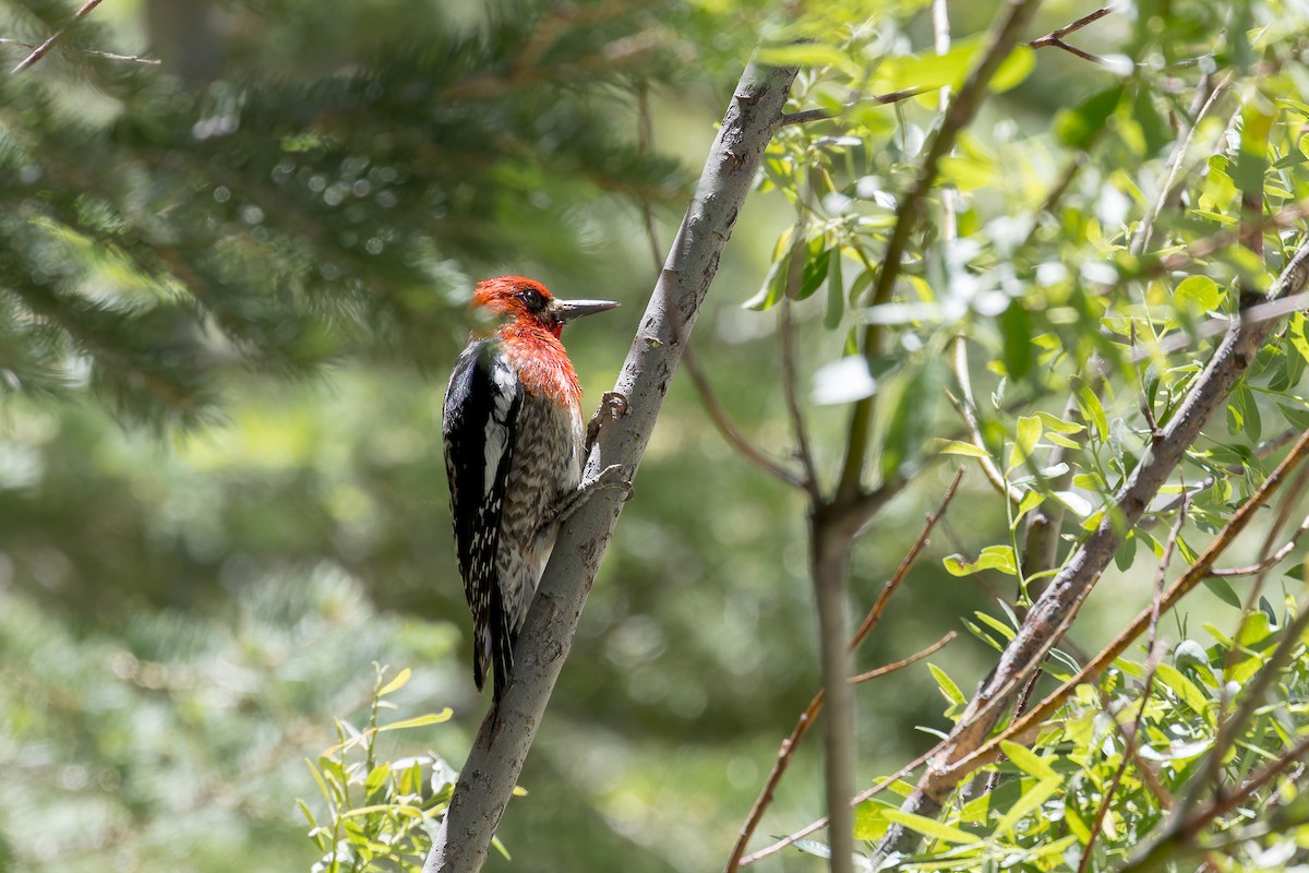 Red-breasted Sapsucker - ML594727891