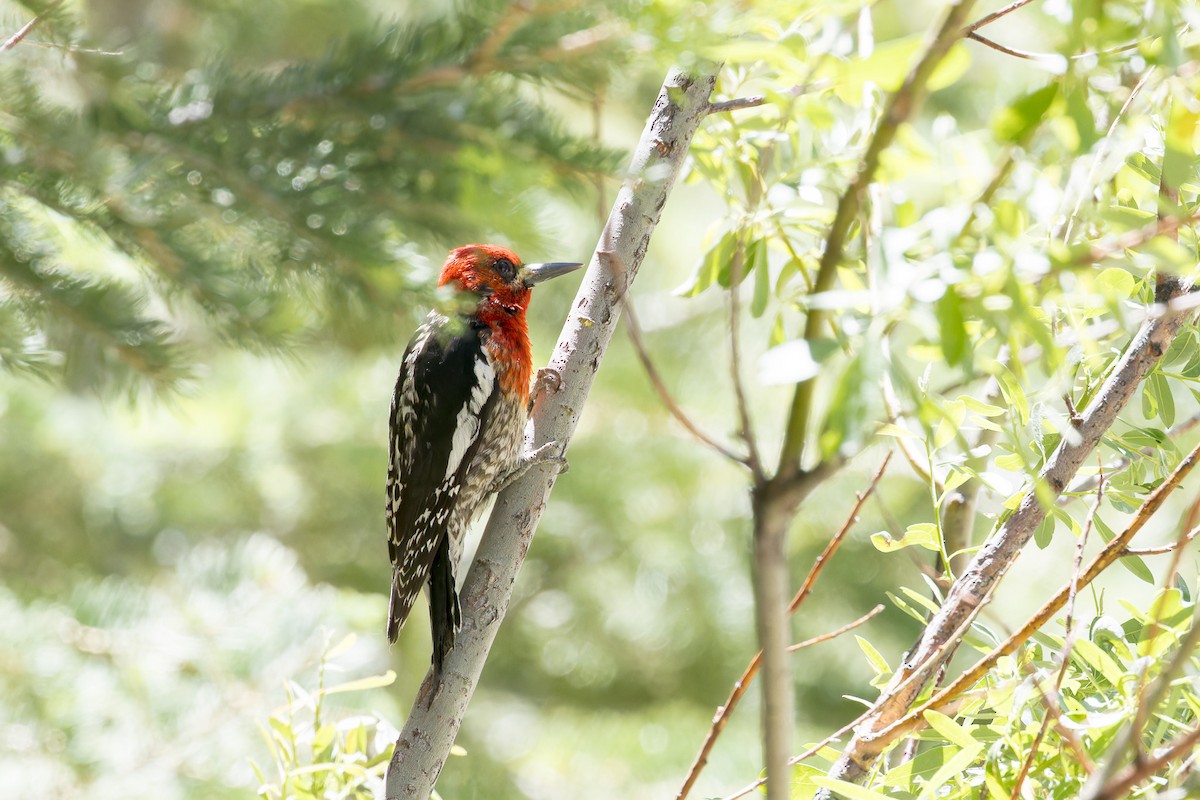 Red-breasted Sapsucker - ML594727901