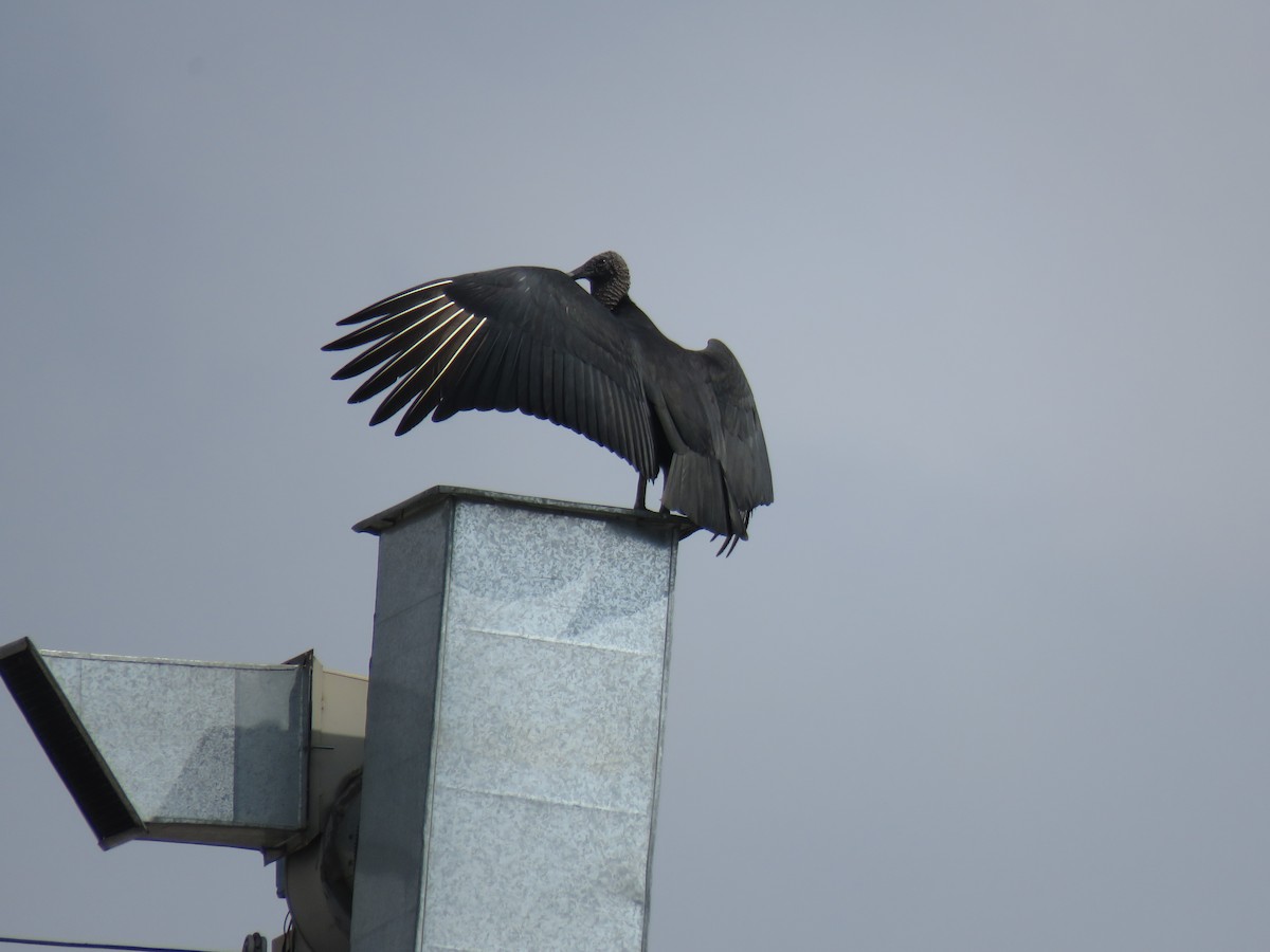 Black Vulture - CEO Centro de Estudos Ornitológicos