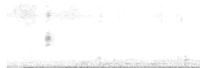 White-banded Mockingbird - ML594730961