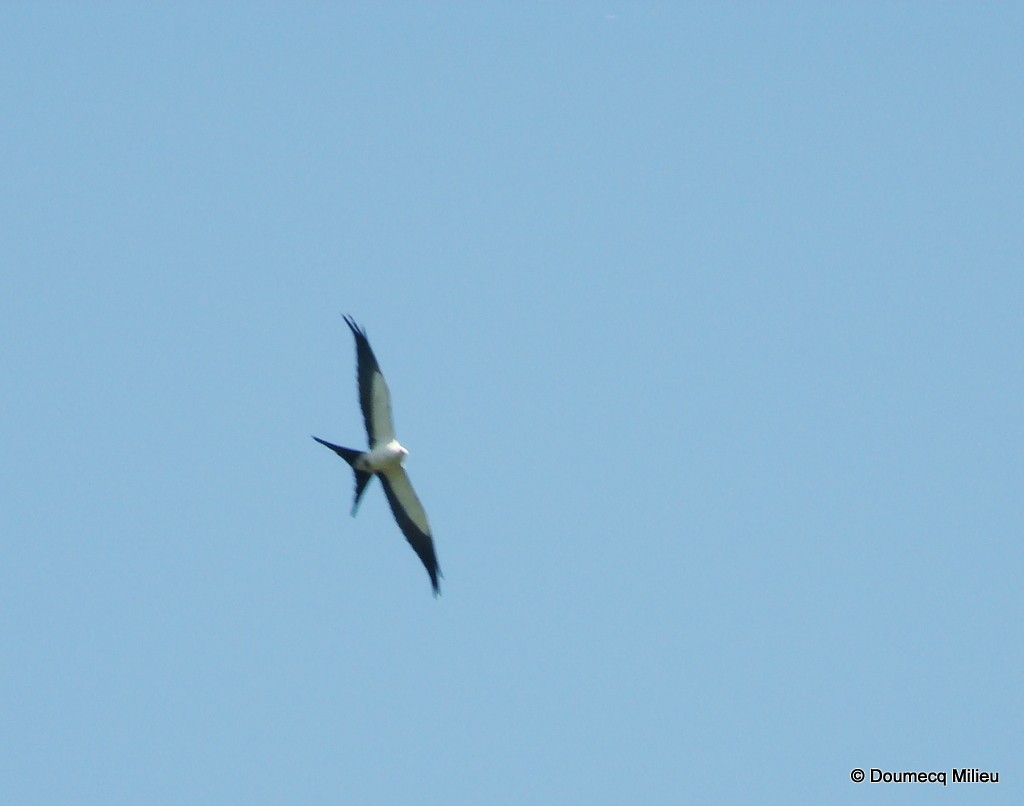 Swallow-tailed Kite - Ricardo  Doumecq Milieu