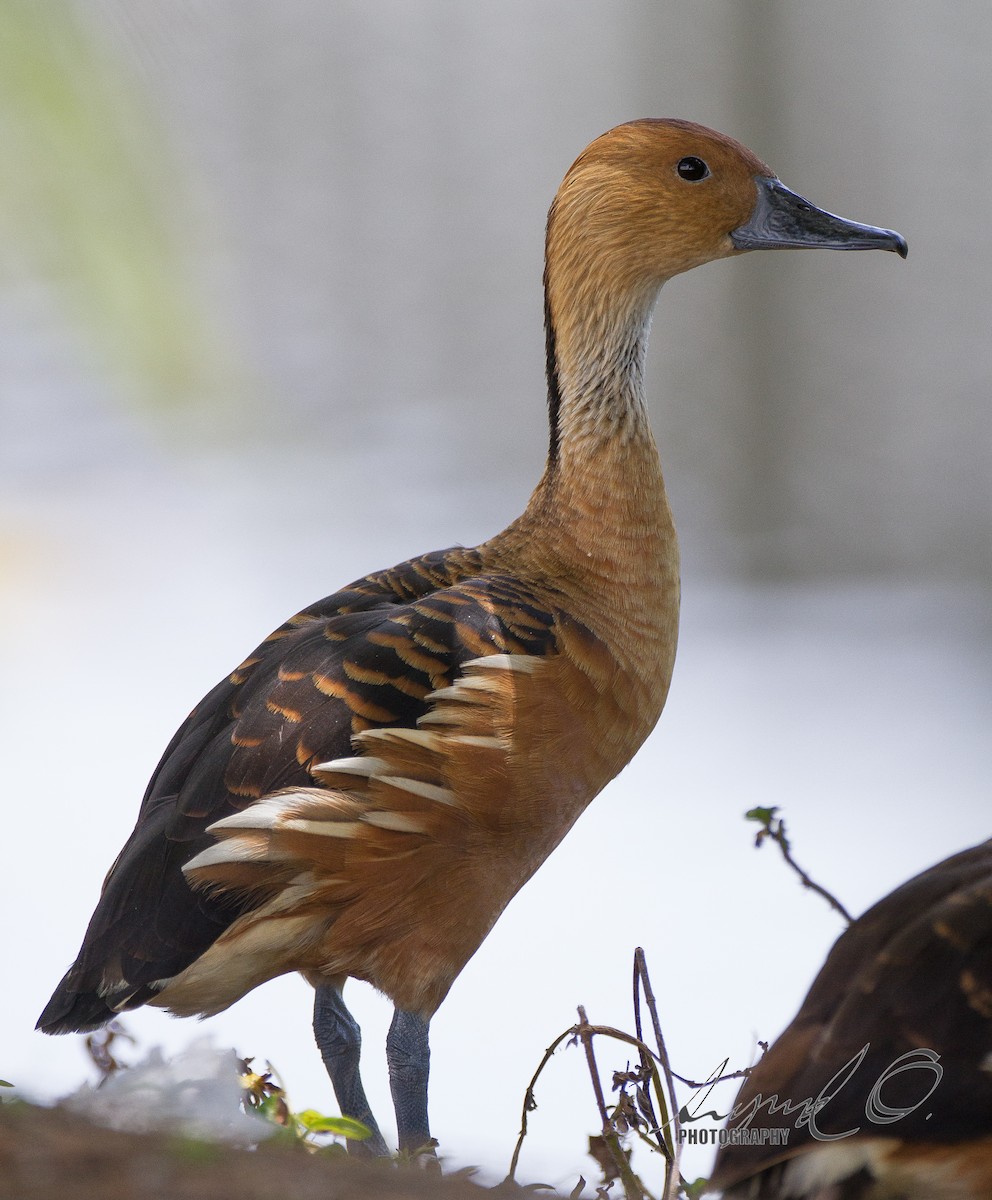Fulvous Whistling-Duck - Sig Olsen