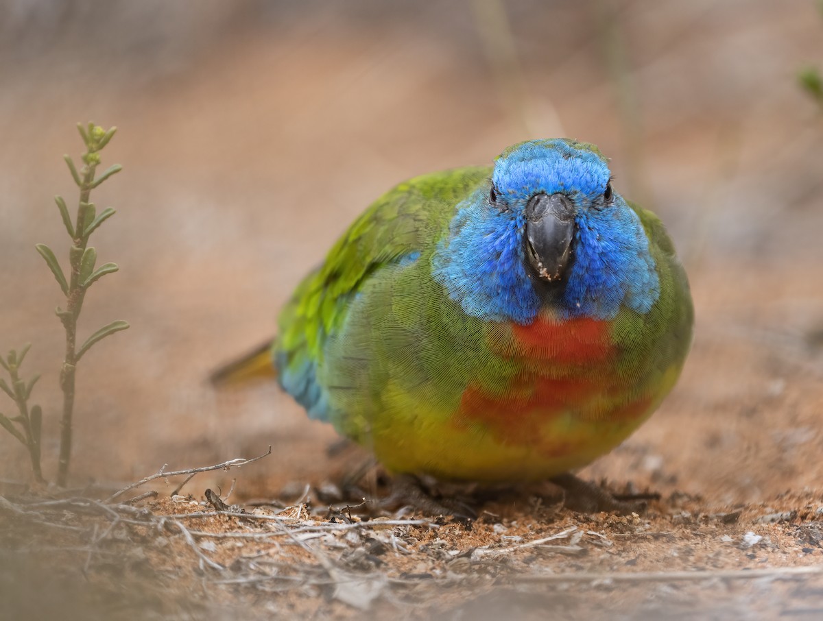 Scarlet-chested Parrot - ML594741221