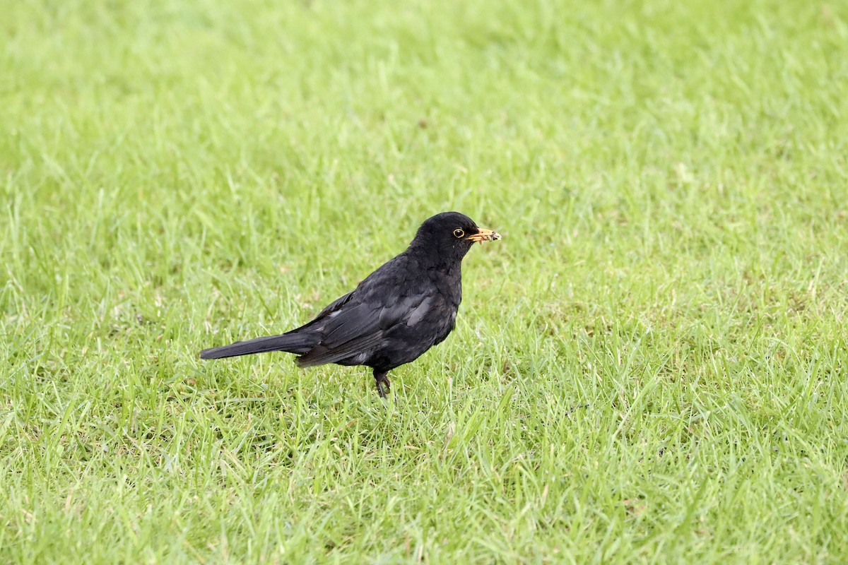 Eurasian Blackbird - ML594741951