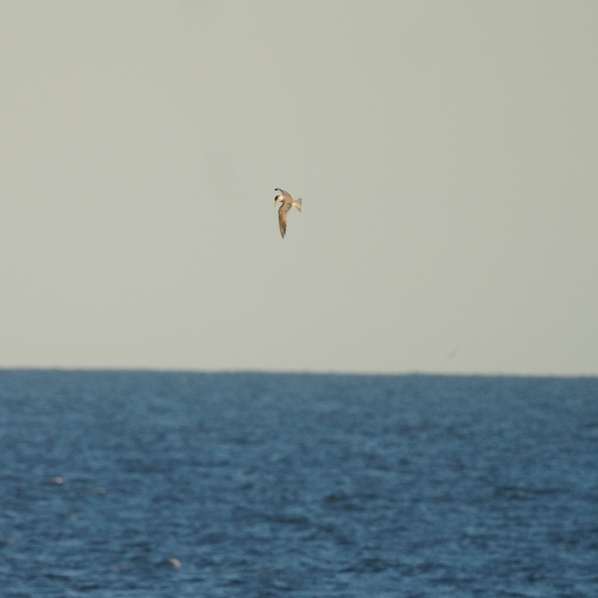 Great Crested Tern - ML594745911