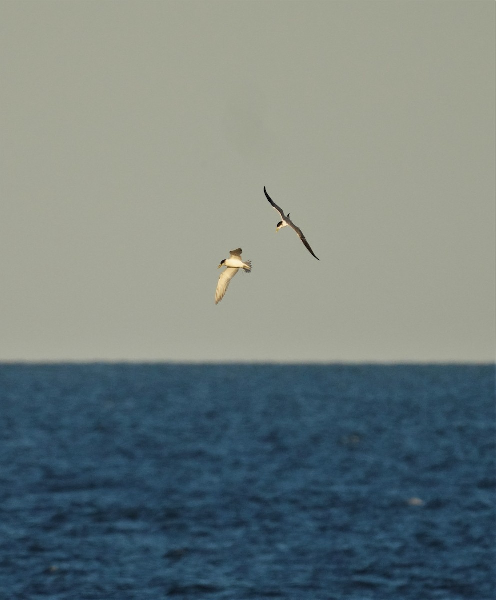 Great Crested Tern - ML594745921
