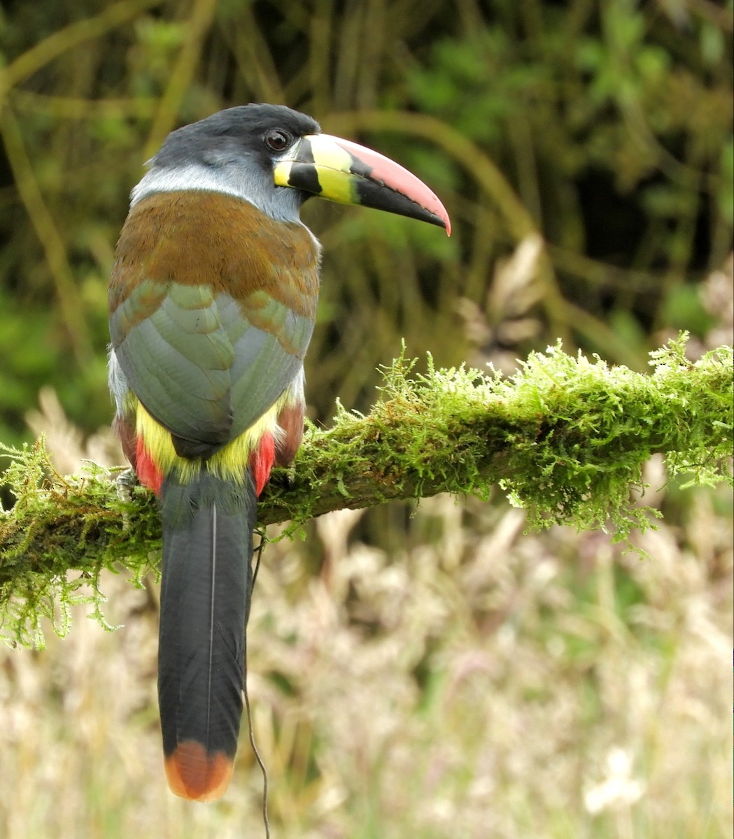 Gray-breasted Mountain-Toucan - ML594747421
