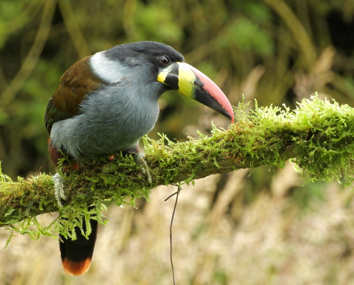 Gray-breasted Mountain-Toucan - ML594747431