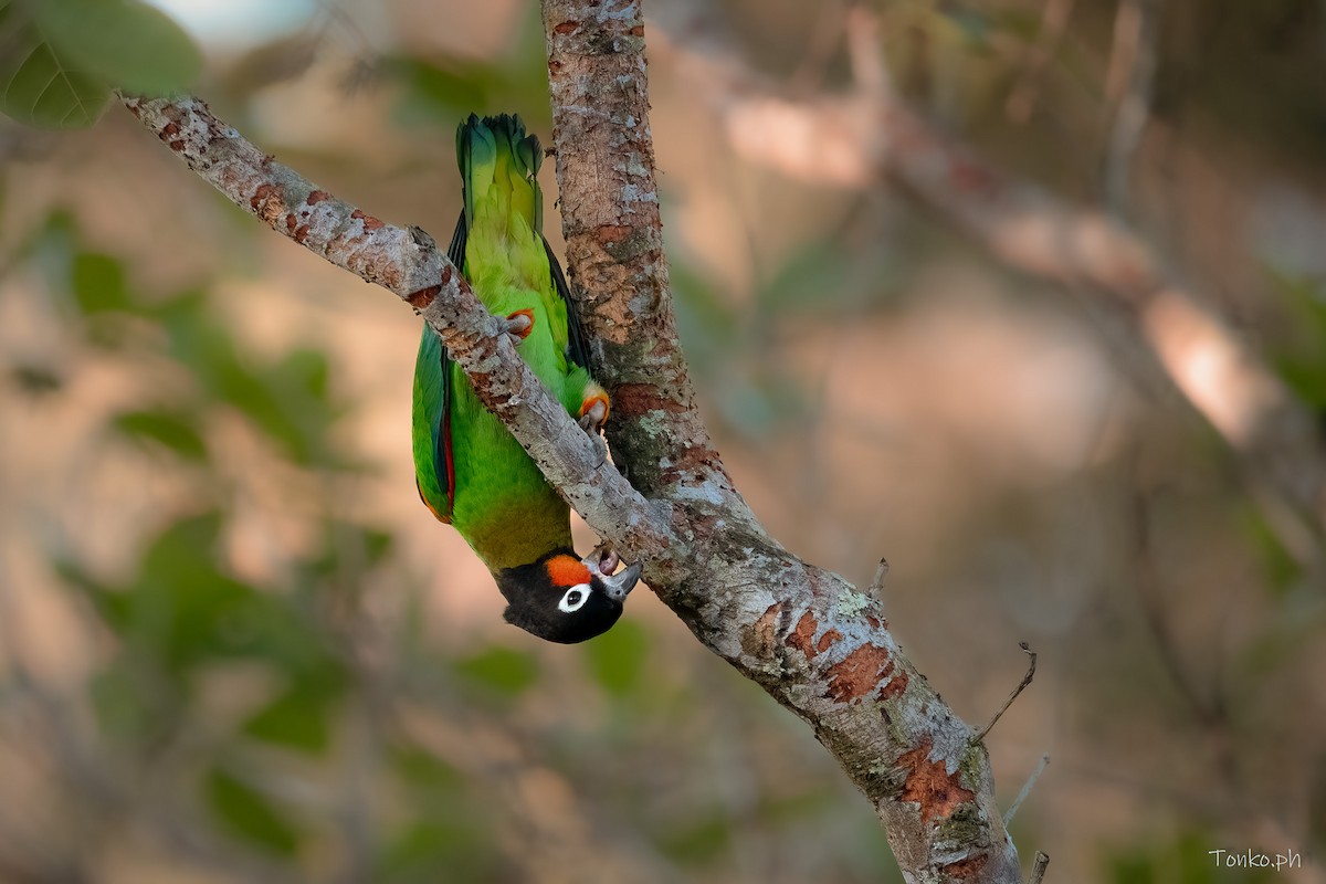 Orange-cheeked Parrot - Carlos Maure