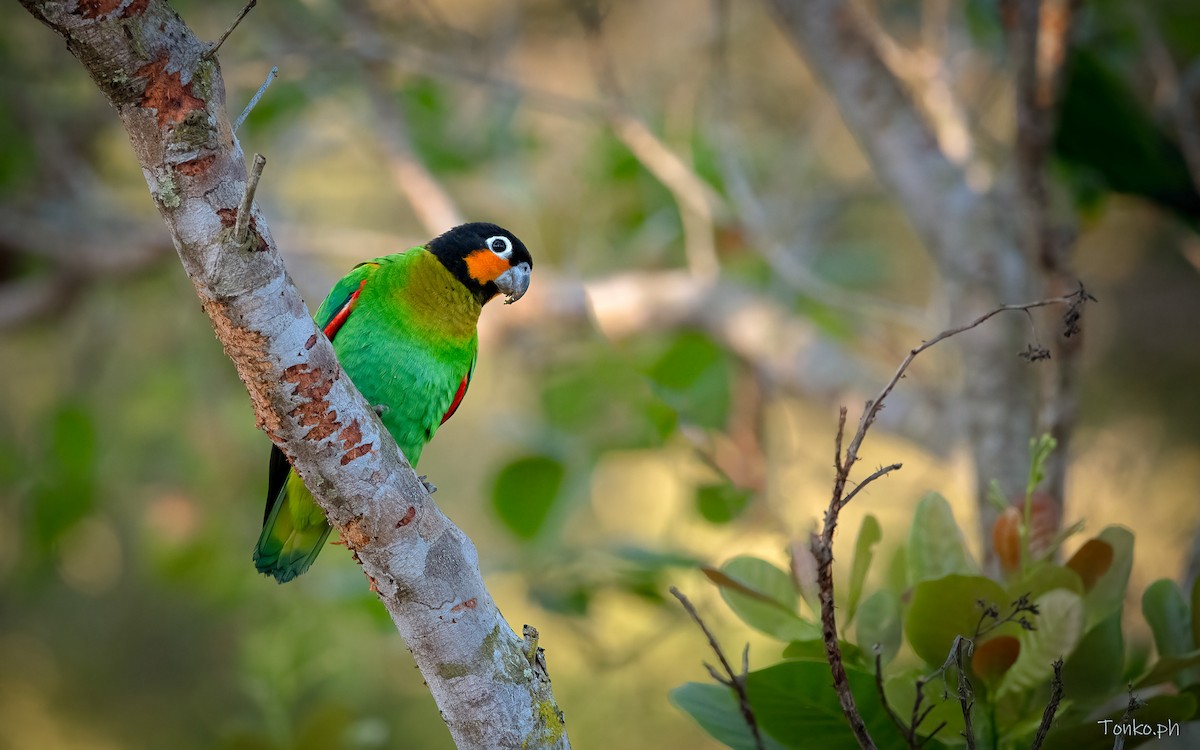 Orange-cheeked Parrot - Carlos Maure